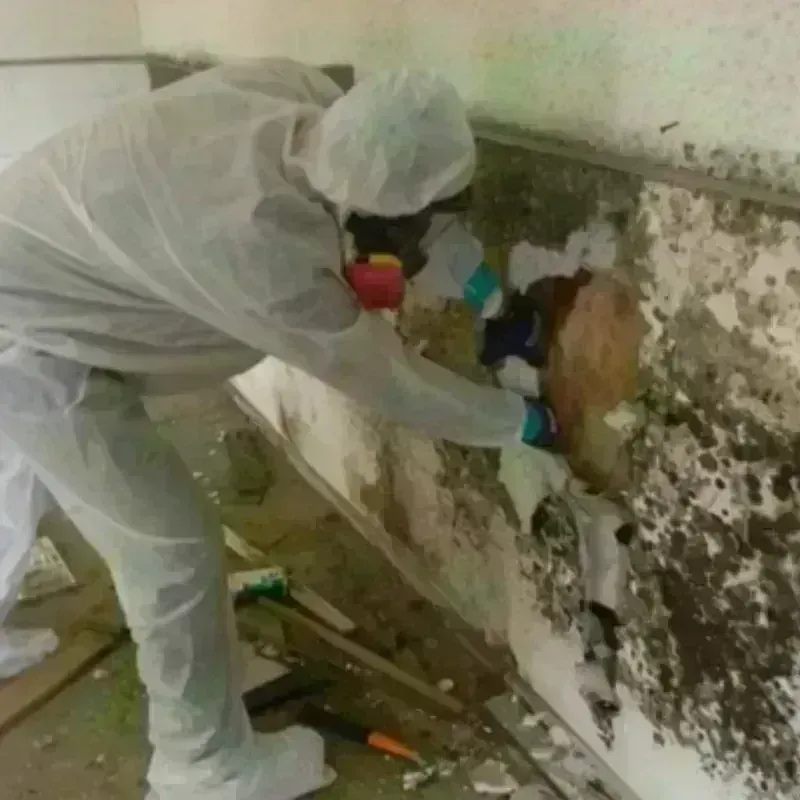 Mold Remediation and Removal in Itasca, IL